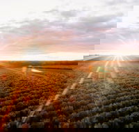 Rich Glen Olive Farm - Tourism Canberra