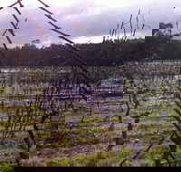 Darlington Vineyard - Tourism Canberra