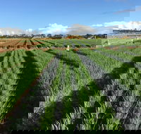 Hawkes Farm - Tourism Canberra
