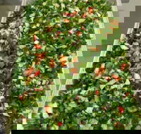 Just Chicken - Tourism Canberra