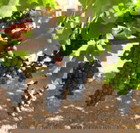 Waybourne Winery - Tourism Canberra