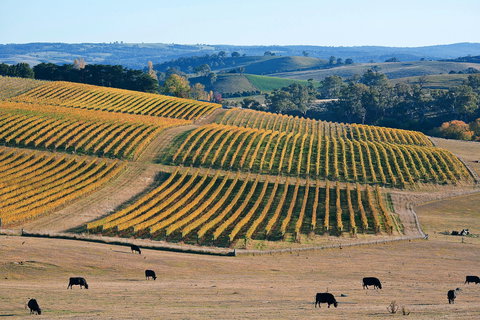 Slow Wine Co - Tourism Canberra 1