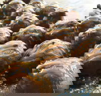 The Burrow Coffee House - Tourism Canberra