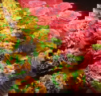 Miettes Boulangerie Patisserie - Graceville - Tourism Canberra