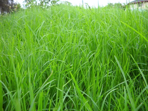 Aussie Home Cooked - Tourism Canberra 1