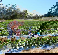 The Big Strawberry - Tourism Canberra