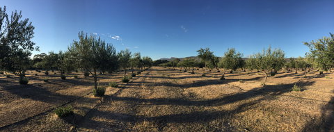 Red Rock Olives - Tourism Canberra 1