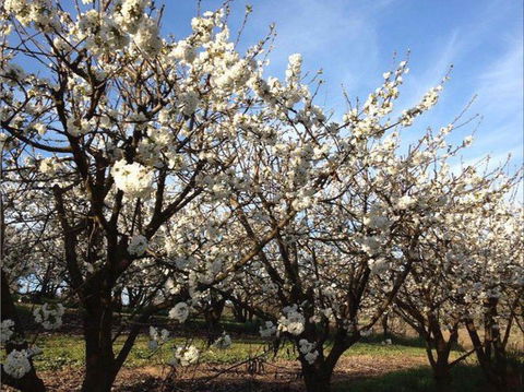 Allambie Orchard And Cafe - Tourism Canberra 0