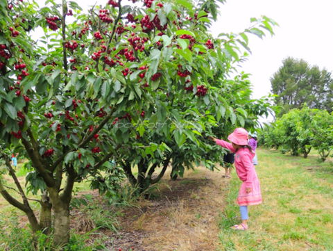 Allambie Orchard And Cafe - Tourism Canberra 2