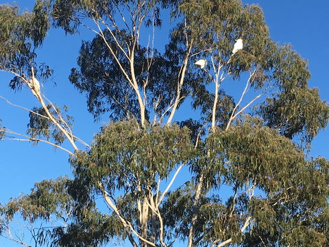 Mongarlowe Gourmet - Tourism Canberra 1