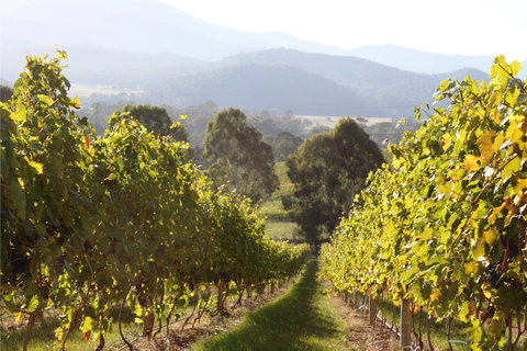 Pizzini Wines King Valley - Tourism Canberra 2