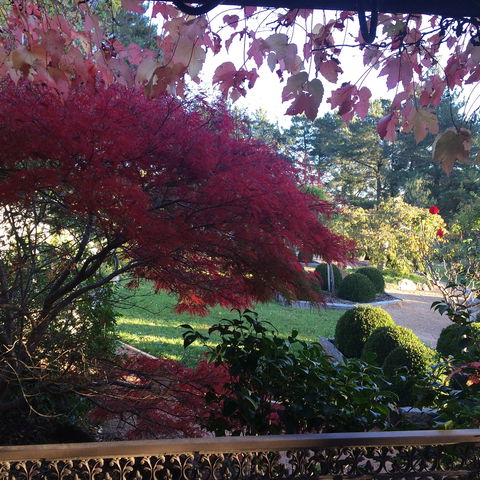 The Scented Rose Garden And Teahouse - Tourism Canberra 1