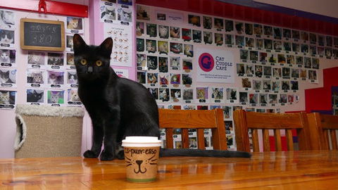 Cat Cuddle Cafe - Tourism Canberra 0