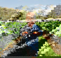 Hillwood Berries Farmgate  Pick Your Own - Tourism Canberra