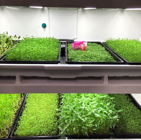 Merchants Guild - Tourism Canberra 0