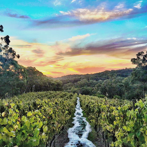 Between The Vines Cellar Door - Tourism Canberra 0