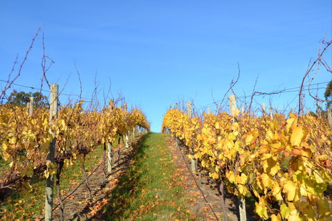 Between The Vines Cellar Door - Tourism Canberra 1