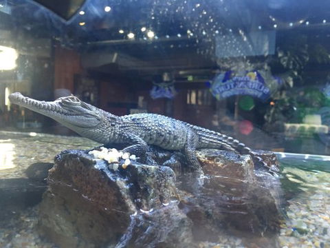 Tim’s Surf ‘n’ Turf - Tourism Canberra 0