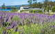 Port Arthur Lavender - thumb 0