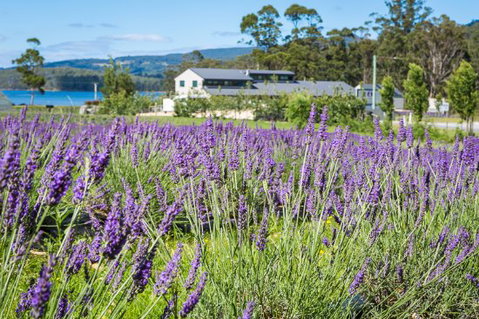 Port Arthur Lavender - Tourism Canberra 0