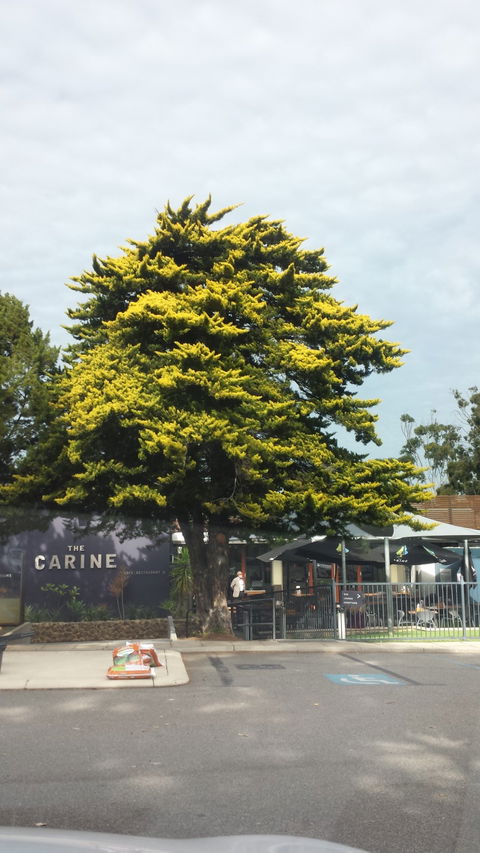 The Carine - Tourism Canberra 4