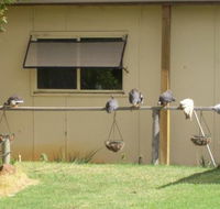 Sandy Grove - Tourism Canberra
