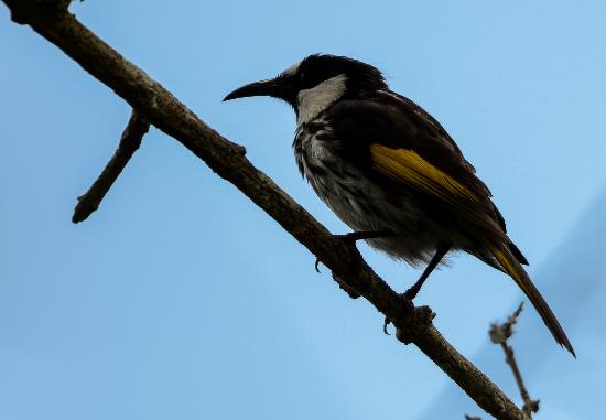 Paluma QLD Tourism Canberra