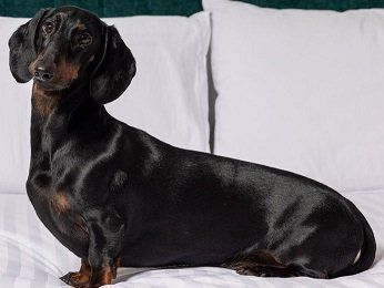 The Sebel Canberra Civic Hotel - Tourism Canberra 14