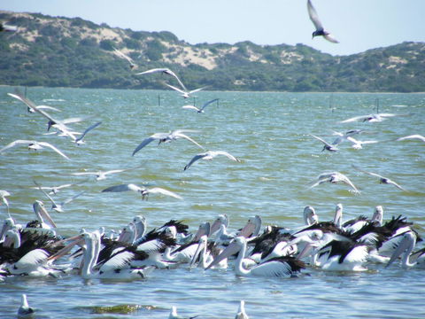 Coorong Waterfront Retreat - Tourism Canberra 25