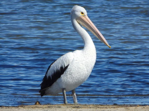 Coorong Waterfront Retreat - Tourism Canberra 29