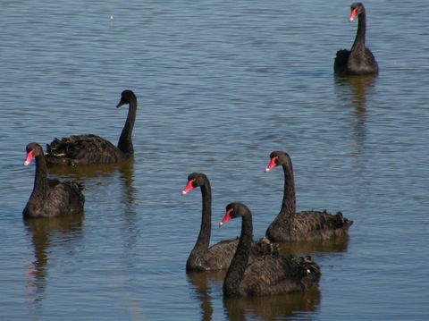 Coorong Waterfront Retreat - Tourism Canberra 26