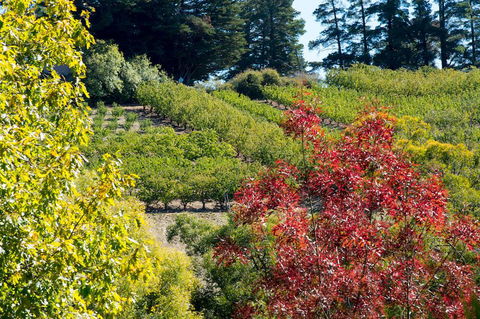 The Manor Basket Range - Tourism Canberra 16