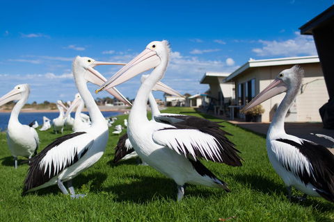 Modra\'s Apartments - Tourism Canberra 13