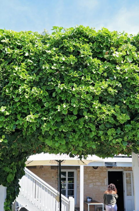 Caledonian Inn - Tourism Canberra 21