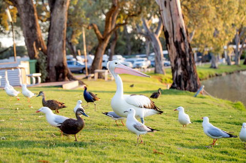 BIG4 Renmark Riverfront Holiday Park - Tourism Canberra 9