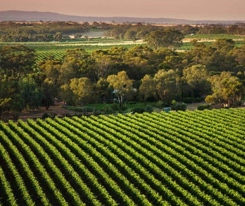 The Reserve Barossa Valley - Tourism Canberra 1
