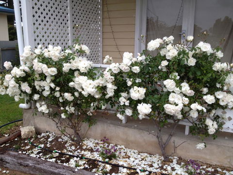 Railway Cottage In Beachport - Tourism Canberra 12