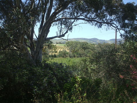 Archery Road Estate - Tourism Canberra 0