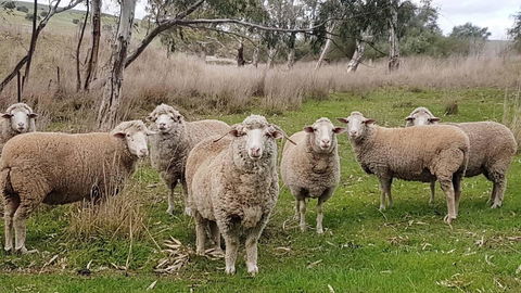 D2 At Watervale - Tourism Canberra 24