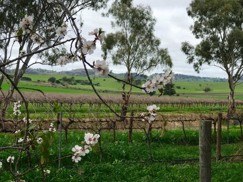 Jasmine\'s Barossa Valley Cottage - Tourism Canberra 20