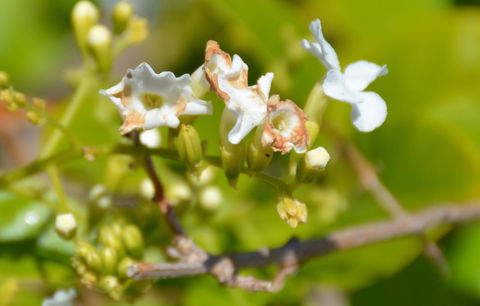 Augusta Courtyard Motel - Tourism Canberra 11