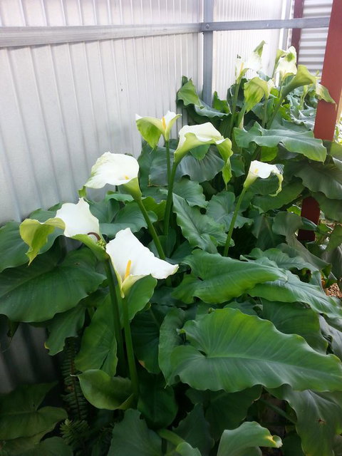 Addies Place Goolwa - Tourism Canberra 11