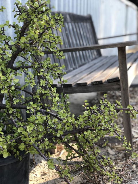 White Sands - Tourism Canberra 5