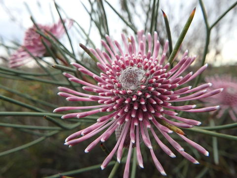 Lazy Lobster Holiday Units & Chalets - Tourism Canberra 19