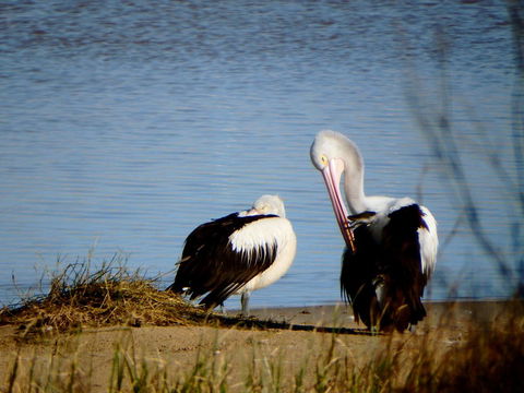 Lazy Lobster Holiday Units & Chalets - Tourism Canberra 33