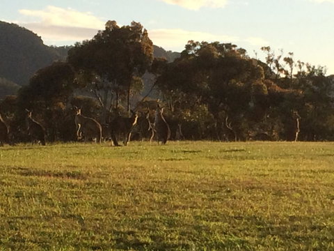 Grapevines Boutique Accommodation - Tourism Canberra 26