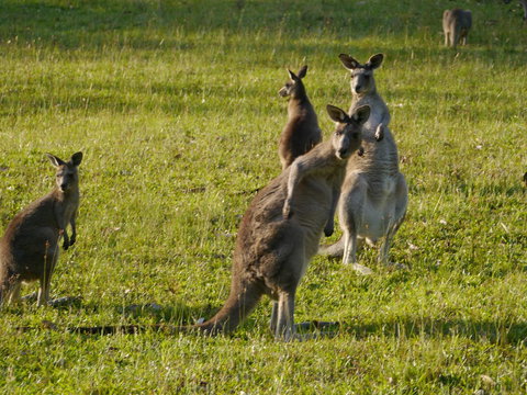 Dungowan Holiday Accommodation - Tourism Canberra 27