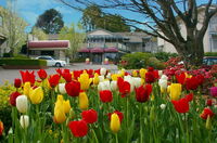 Book Leura Accommodation Vacations Tourism Canberra Tourism Canberra