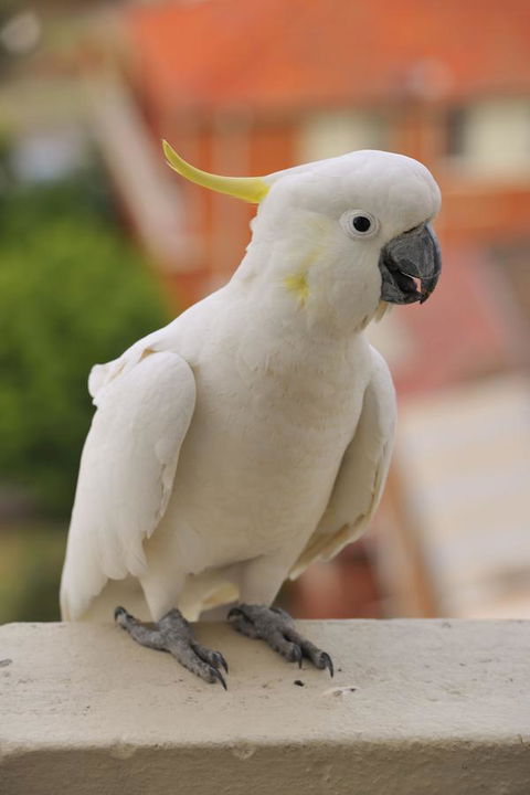 Metro Hotel Miranda - Tourism Canberra 17