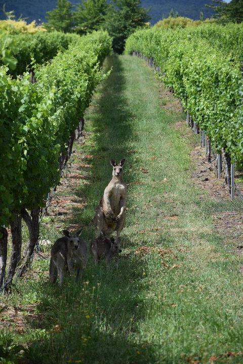 Borrodell Vineyard - Tourism Canberra 31
